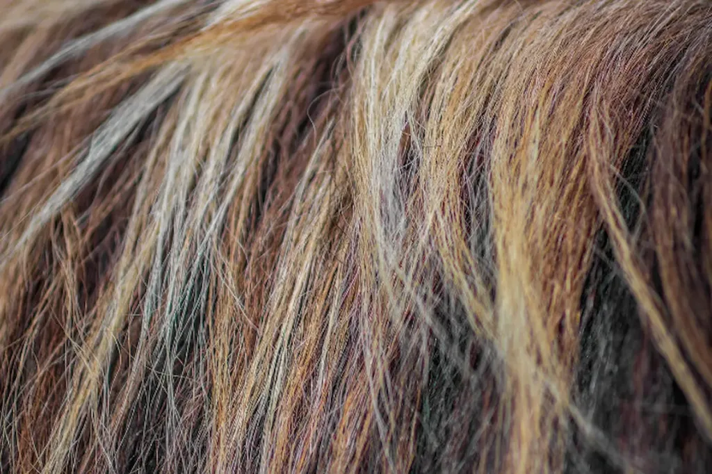 Personne observant sa ligne capillaire dans un miroir, illustrant les techniques de greffe de cheveux FUE, FUT et DHI